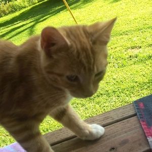 Meet your Posher, Rose